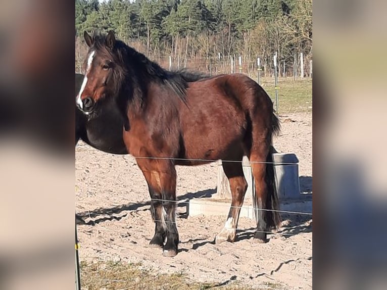 Welsh D (Cob) Mare 4 years Brown in Klein Vielen