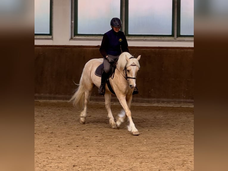 Welsh D (Cob) Mare 5 years 14.1 hh Palomino in Stahnsdorf