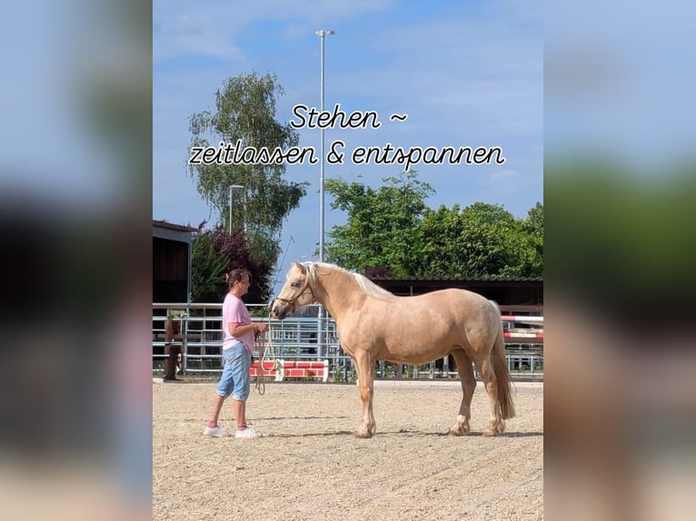 Welsh D (Cob) Mare 5 years 14.1 hh Palomino in Stahnsdorf