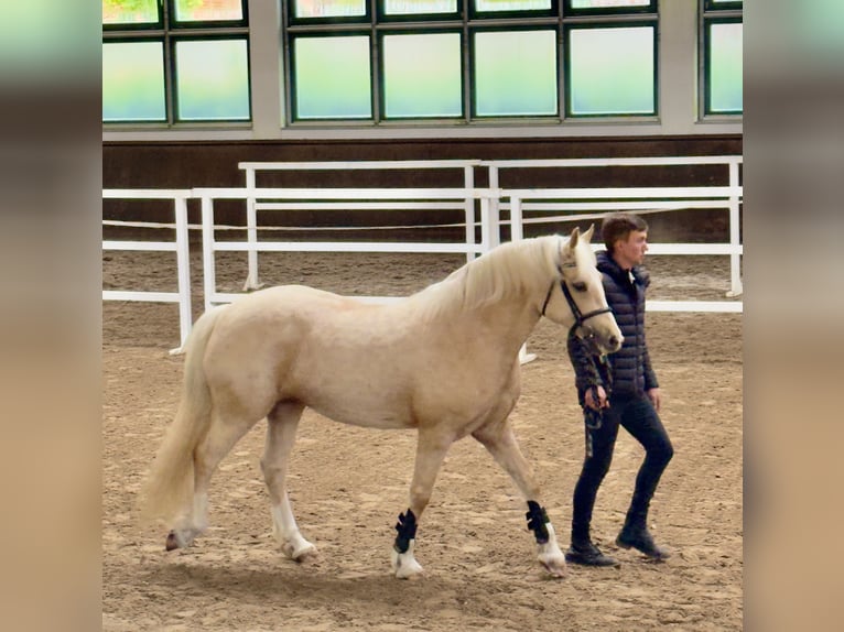 Welsh D (Cob) Mare 5 years 14.1 hh Palomino in Stahnsdorf