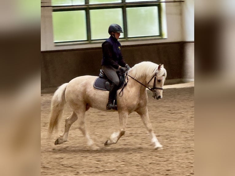 Welsh D (Cob) Mare 5 years 14.1 hh Palomino in Stahnsdorf