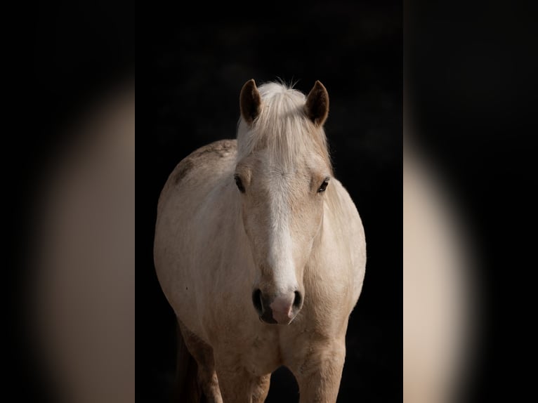 Welsh D (Cob) Mare 5 years 14.1 hh Palomino in Stahnsdorf