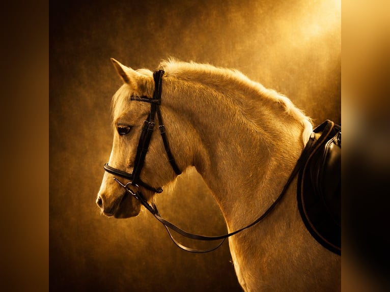Welsh D (Cob) Mare 5 years 14.1 hh Palomino in Stahnsdorf