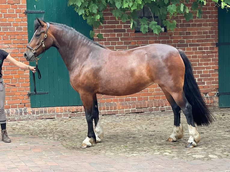 Welsh D (Cob) Mare 5 years 14.2 hh Bay-Dark in Raddestorf