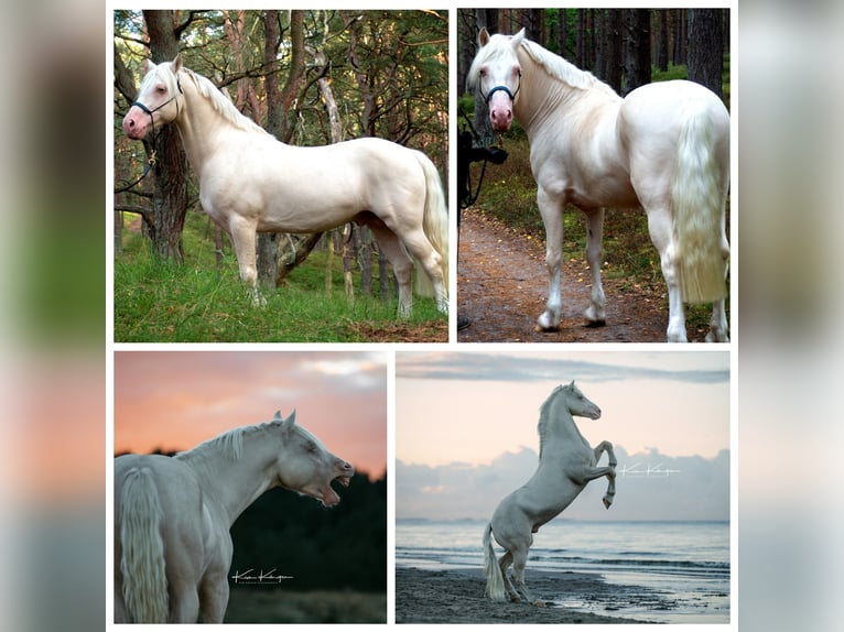 Welsh D (Cob) Mare 5 years 14.2 hh Buckskin in Friedland