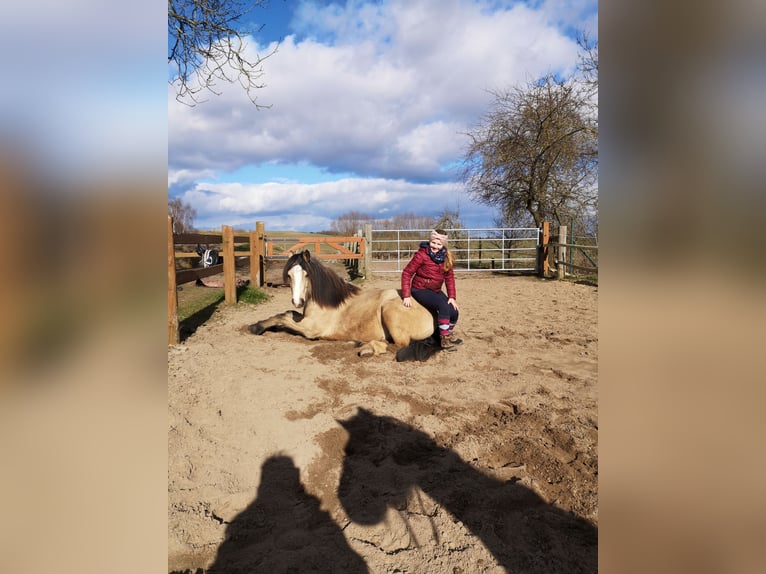 Welsh D (Cob) Mare 5 years 14.2 hh Buckskin in Friedland