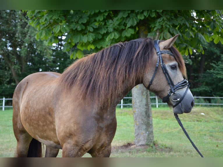 Welsh D (Cob) Mare 5 years 14.2 hh Buckskin in Henstedt-Ulzburg