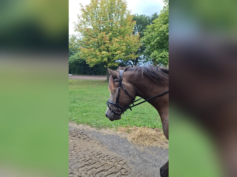Welsh D (Cob) Mare 5 years 14.2 hh Buckskin in Henstedt-Ulzburg