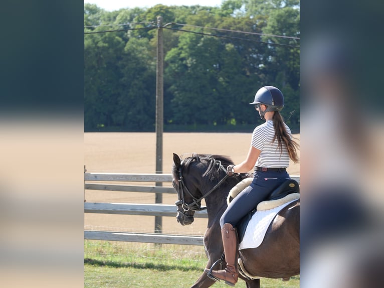 Welsh D (Cob) Mare 5 years 14 hh Black in Huccorgne