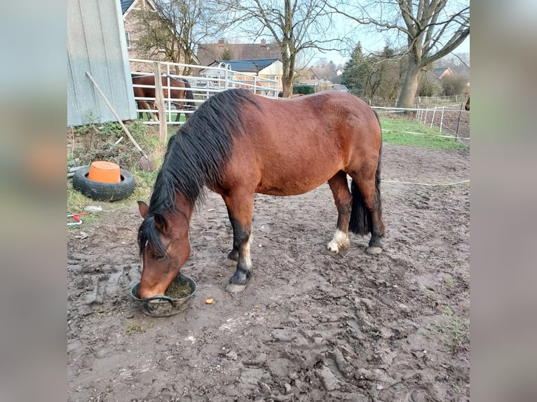 Welsh D (Cob) Mare 5 years 14 hh Brown in Traventhal