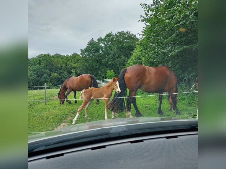 Welsh D (Cob) Mare 5 years 14 hh Brown in Traventhal