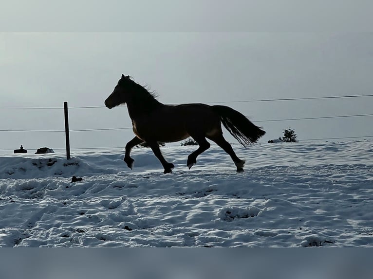 Welsh D (Cob) Mare 5 years 14 hh Brown in Traventhal