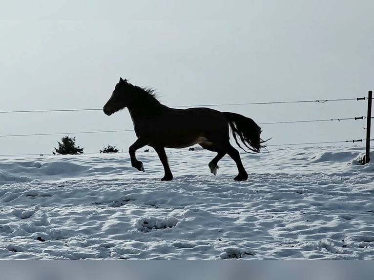 Welsh D (Cob) Mare 5 years 14 hh Brown in Traventhal