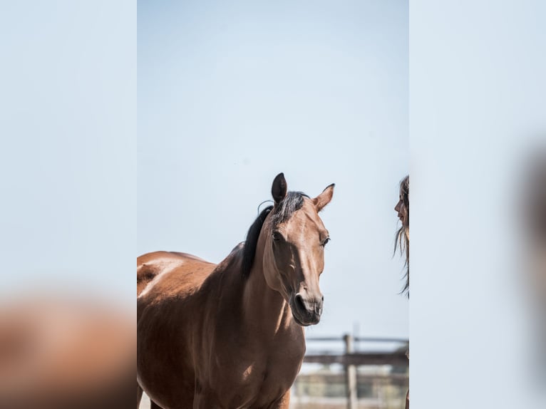Welsh D (Cob) Mare 5 years 14,1 hh Brown in Merselo
