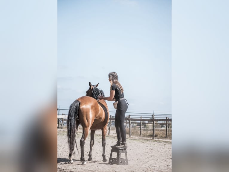 Welsh D (Cob) Mare 5 years 14,1 hh Brown in Merselo