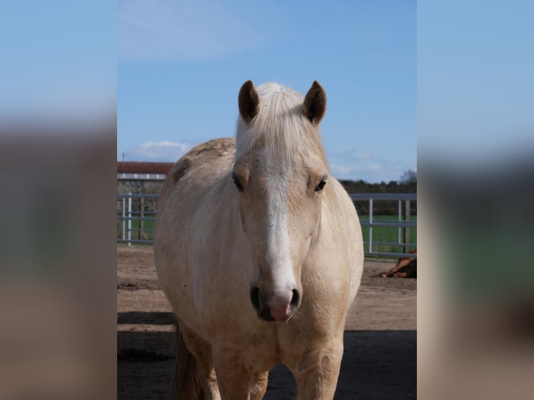 Welsh D (Cob) Mare 5 years 14,1 hh Palomino in Stahnsdorf