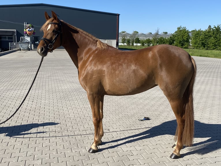 Welsh D (Cob) Mare 5 years 14,1 hh Sorrel in belfeld