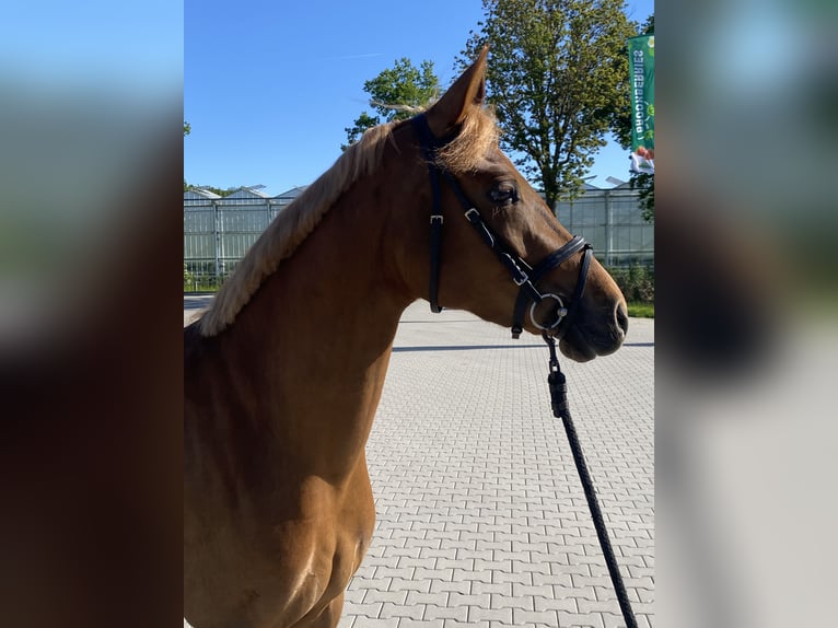 Welsh D (Cob) Mare 5 years 14,1 hh Sorrel in belfeld