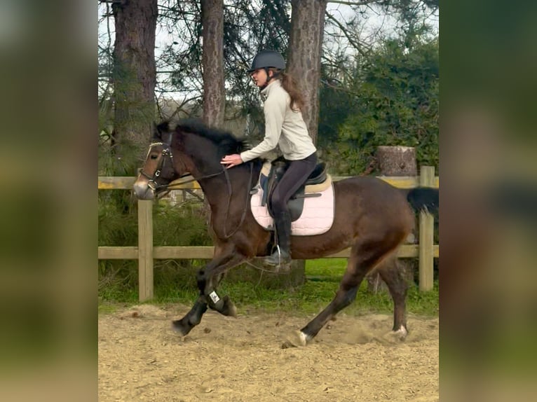Welsh D (Cob) Mare 6 years 13,3 hh Bay-Dark in Bornem