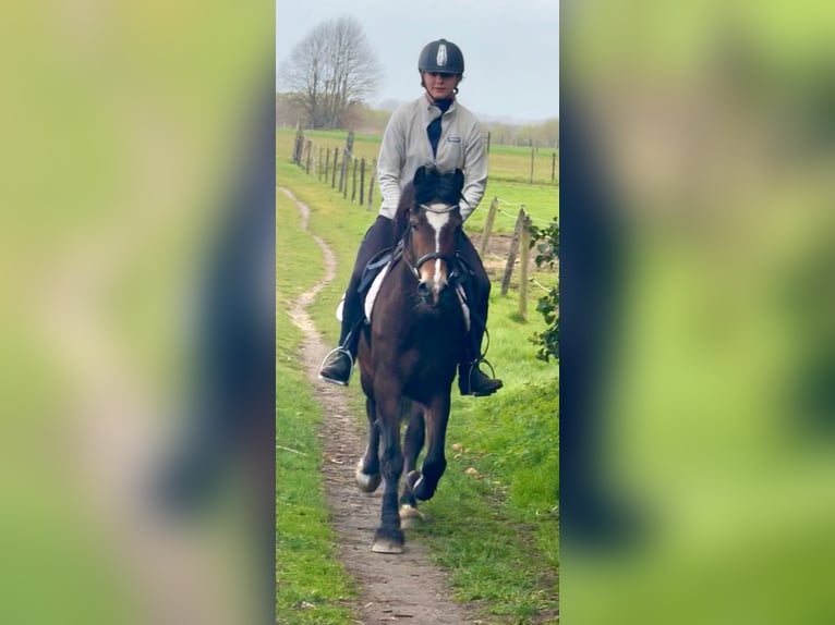 Welsh D (Cob) Mare 6 years 13,3 hh Bay-Dark in Bornem