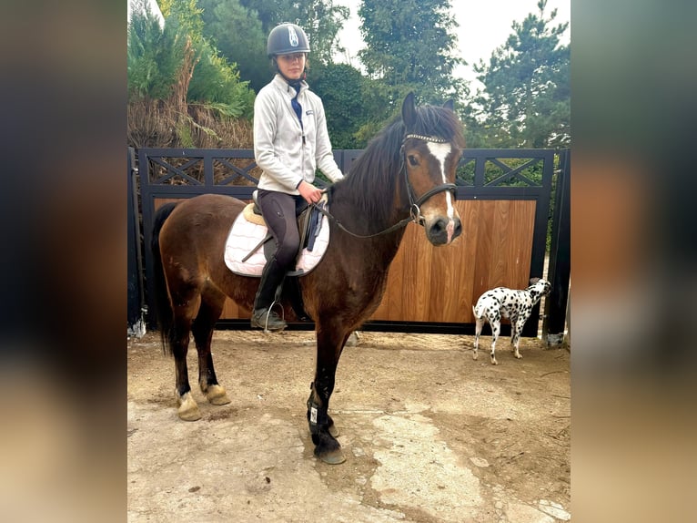 Welsh D (Cob) Mare 6 years 13,3 hh Bay-Dark in Bornem