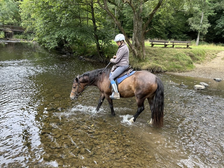 Welsh D (Cob) Mare 6 years 14.1 hh Bay-Dark in Dickendorf