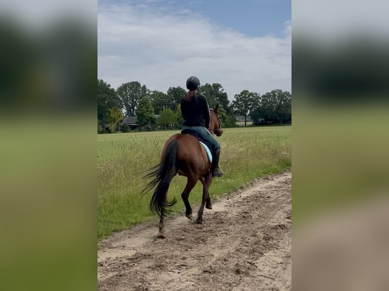 Welsh D (Cob) Mix Mare 6 years 14.1 hh Brown in Oldenzaal