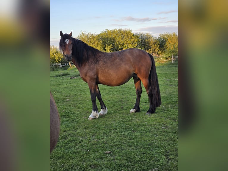 Welsh D (Cob) Mare 6 years 14.2 hh Brown in Traventhal