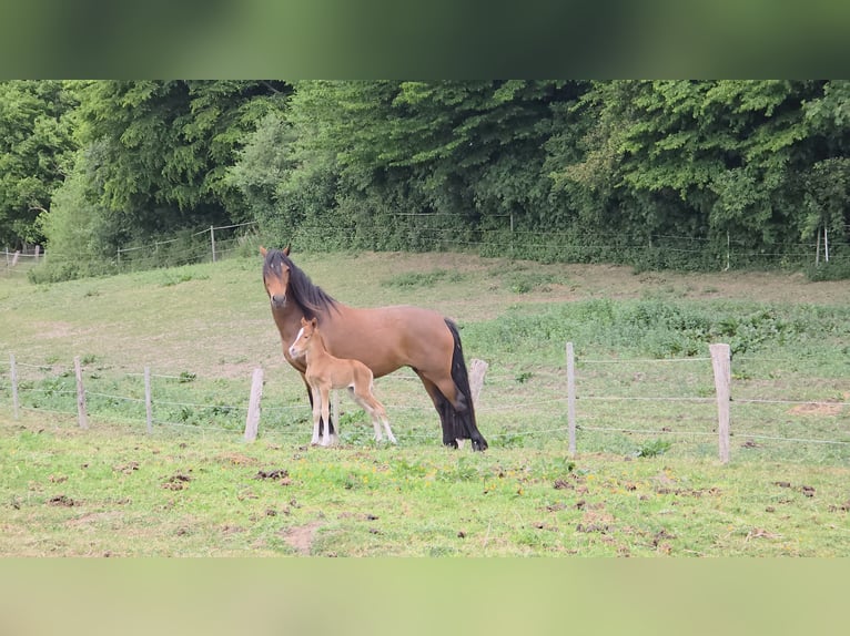 Welsh D (Cob) Mare 6 years 14.2 hh Brown in Traventhal