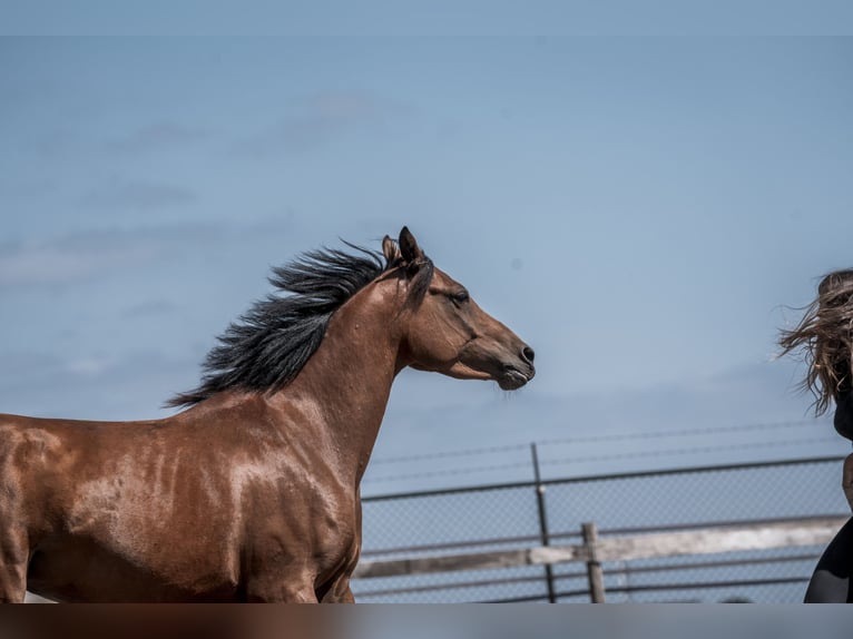 Welsh D (Cob) Mare 6 years 14,1 hh Brown in Merselo