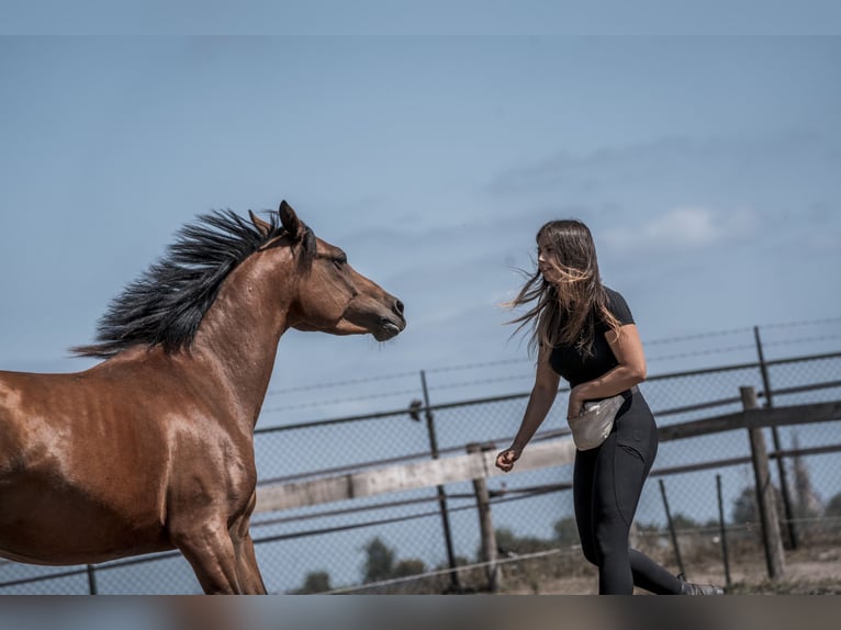 Welsh D (Cob) Mare 6 years 14,1 hh Brown in Merselo