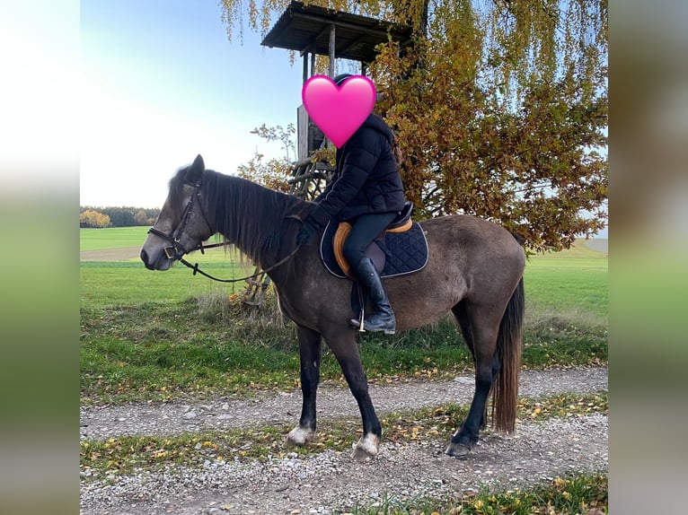 Welsh D (Cob) Mare 6 years 14,1 hh Buckskin in Bayern
