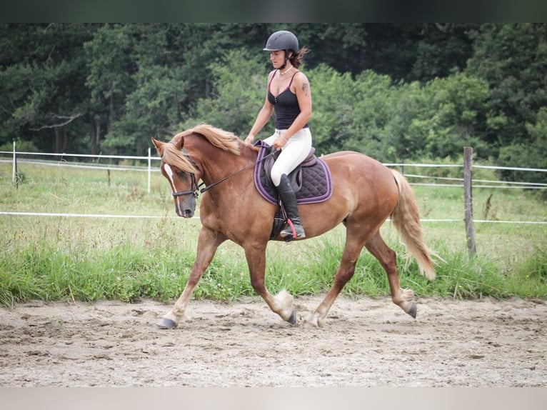 Welsh D (Cob) Mare 6 years 14,1 hh Chestnut-Red in Sauveterre-de-B&#xE9;arn