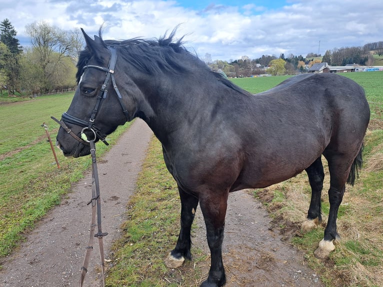 Welsh D (Cob) Mare 6 years 14,2 hh Black in Niederwiesa