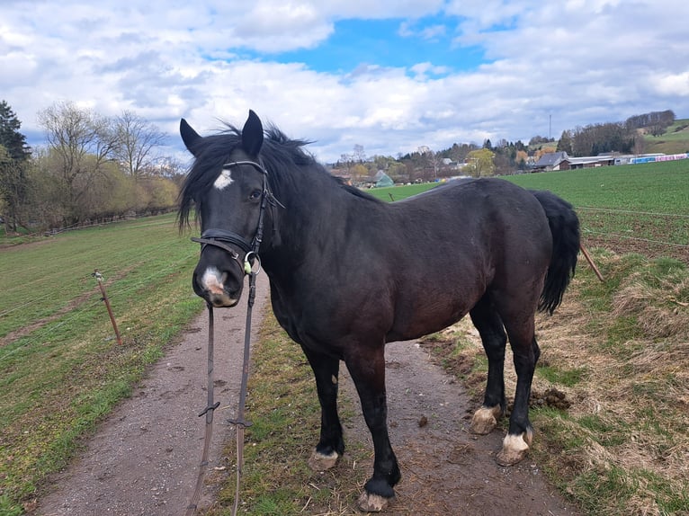 Welsh D (Cob) Mare 6 years 14,2 hh Black in Niederwiesa