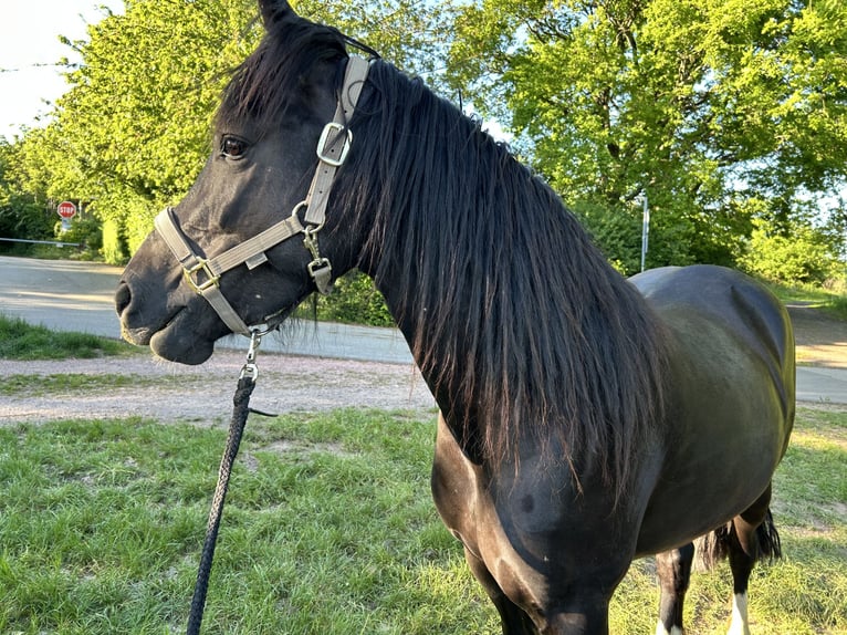 Welsh D (Cob) Mare 6 years 14,3 hh Black in Spabr&#xFC;cken