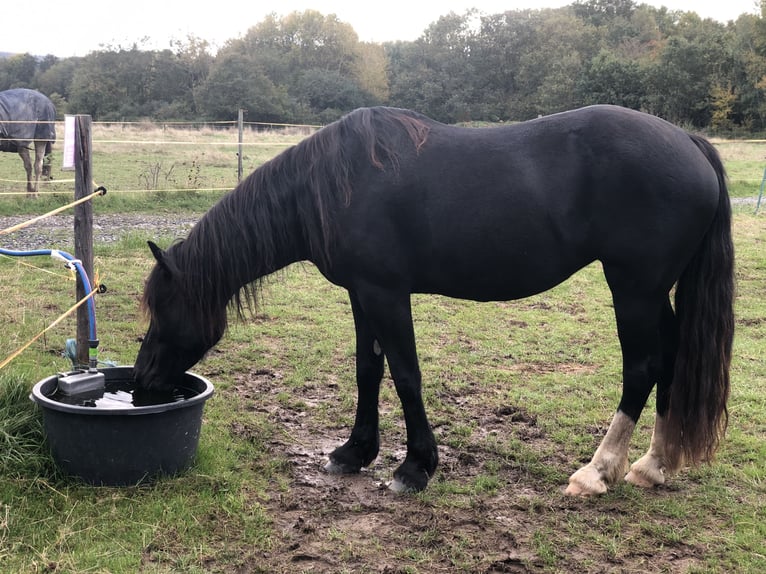 Welsh D (Cob) Mare 6 years 14,3 hh Black in Spabr&#xFC;cken