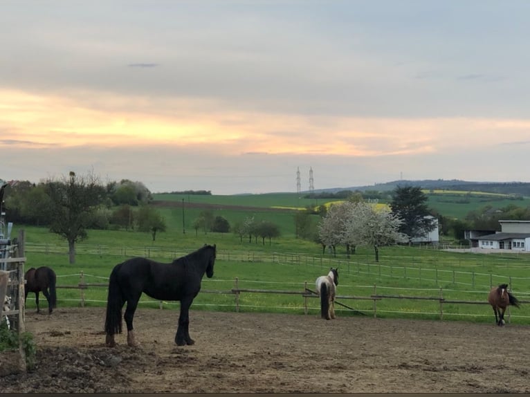 Welsh D (Cob) Mare 6 years 14,3 hh Black in Spabr&#xFC;cken