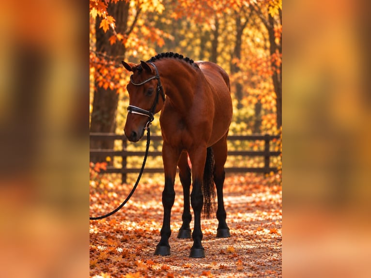 Welsh D (Cob) Mare 7 years 14.1 hh Bay in Határ utca 25
