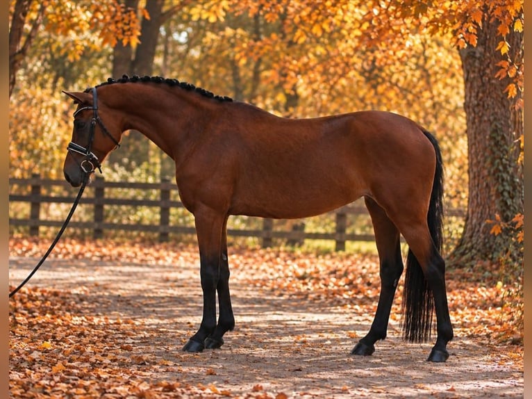 Welsh D (Cob) Mare 7 years 14.1 hh Bay in Határ utca 25