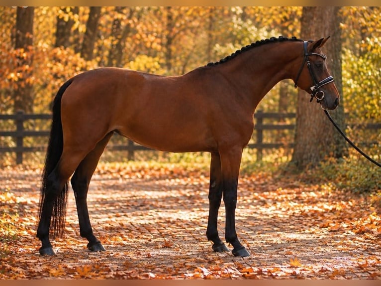 Welsh D (Cob) Mare 7 years 14.1 hh Bay in Határ utca 25