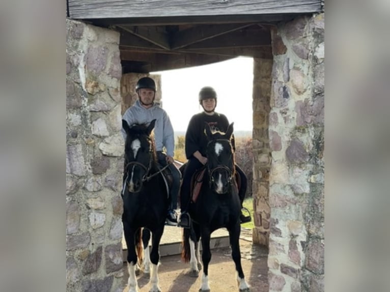 Welsh D (Cob) Mare 7 years 14.2 hh Black in Pécs