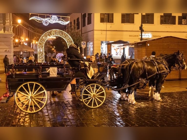 Welsh D (Cob) Mare 7 years 14.2 hh Black in Pécs