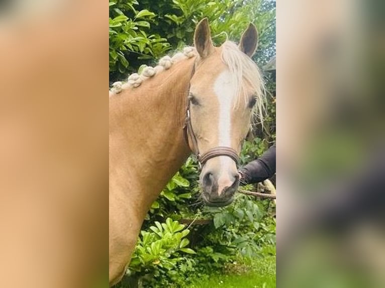 Welsh D (Cob) Mare 7 years 14.2 hh Palomino in Makkum