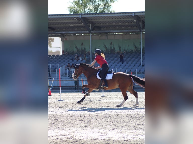 Welsh D (Cob) Mare 7 years 14.3 hh Brown in Achim
