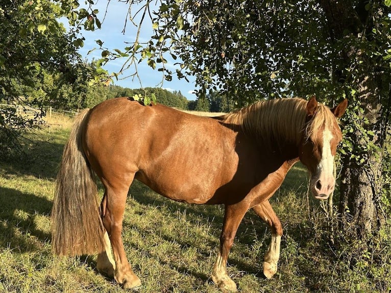 Welsh D (Cob) Mare 7 years 14,2 hh Sorrel in Marktrodach