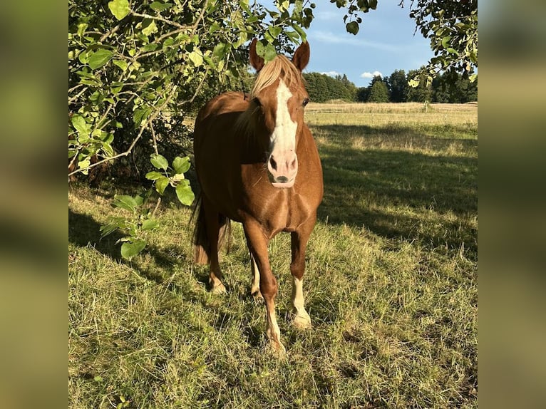 Welsh D (Cob) Mare 7 years 14,2 hh Sorrel in Marktrodach