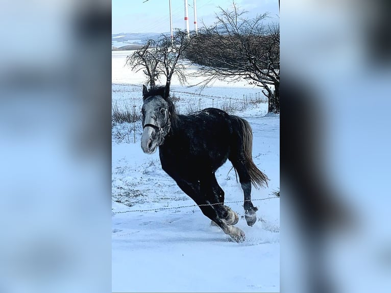Welsh D (Cob) Mix Mare 7 years 14,3 hh Grey-Blue-Tan in Felsbergerhof