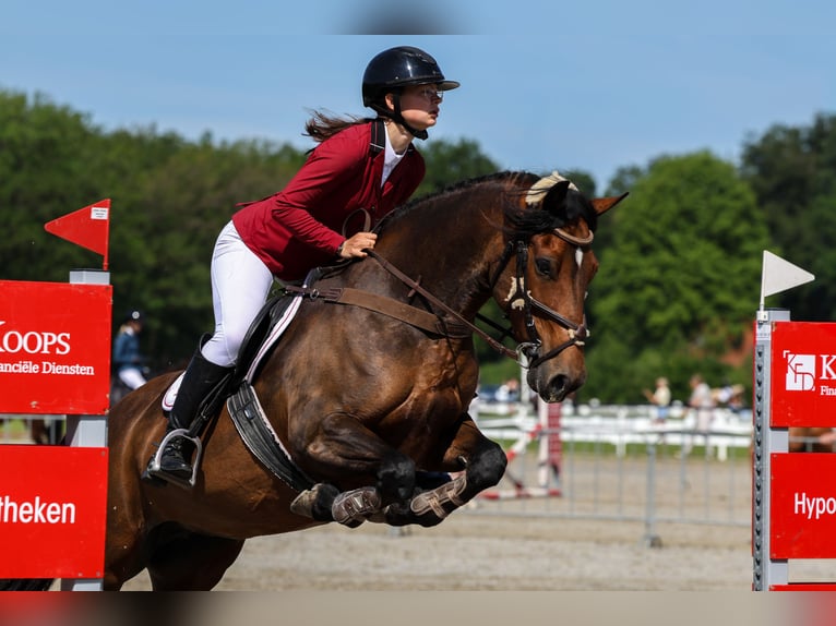 Welsh D (Cob) Mare 7 years 15 hh Brown in Aldeboarn