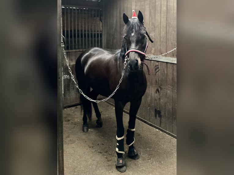 Welsh D (Cob) Mare 8 years 14.1 hh Bay-Dark in Mierlo